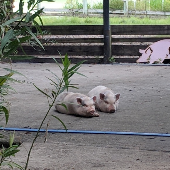 Meet your Posher, Elaine - Picture 4 of 5